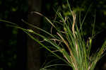 Willdenow's sedge